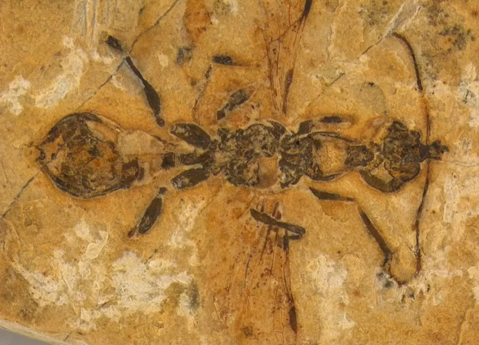 Formiga-do-inferno de 113 milhões de anos encontrada no Brasil