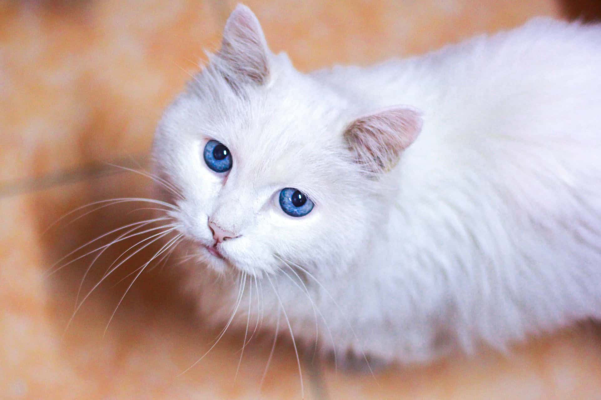 A vida ao lado dos humanos pode estar criando gatos cada vez mais dóceis