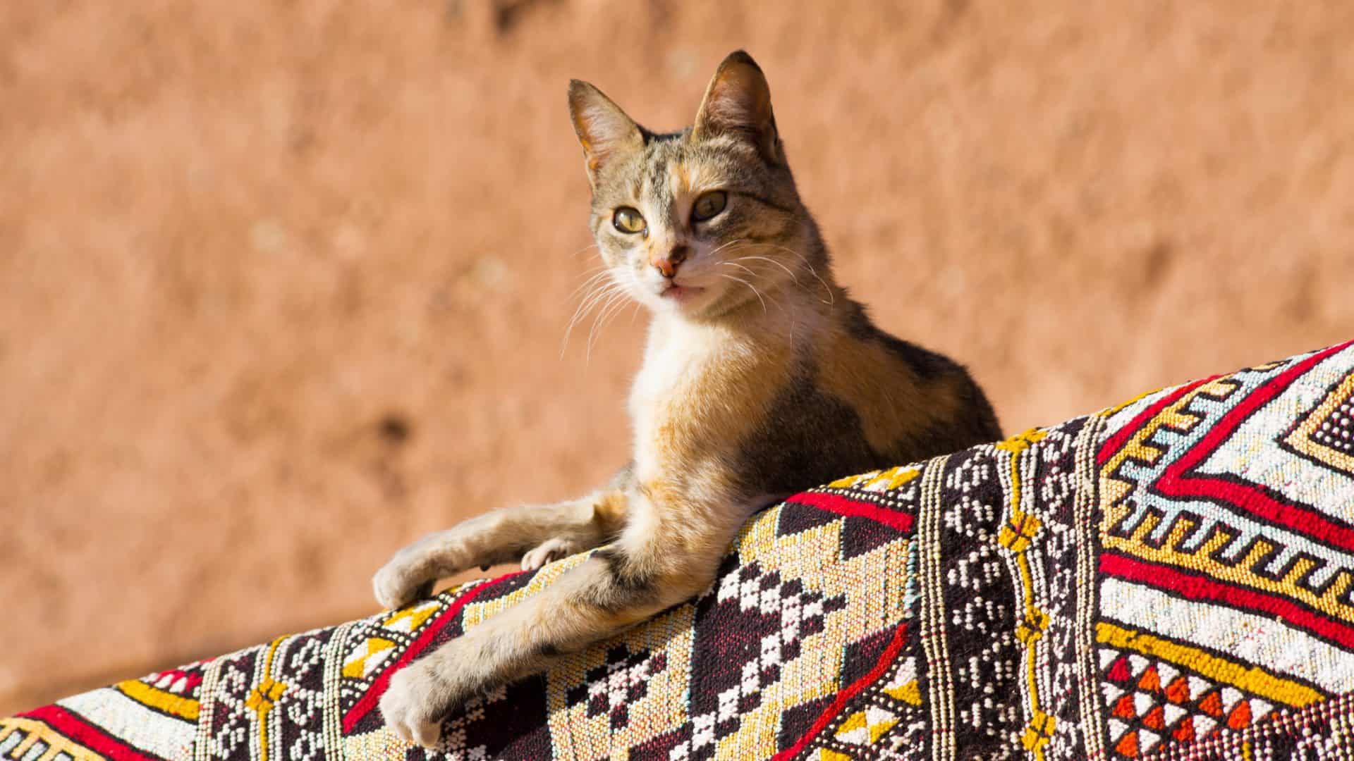Gato doméstico