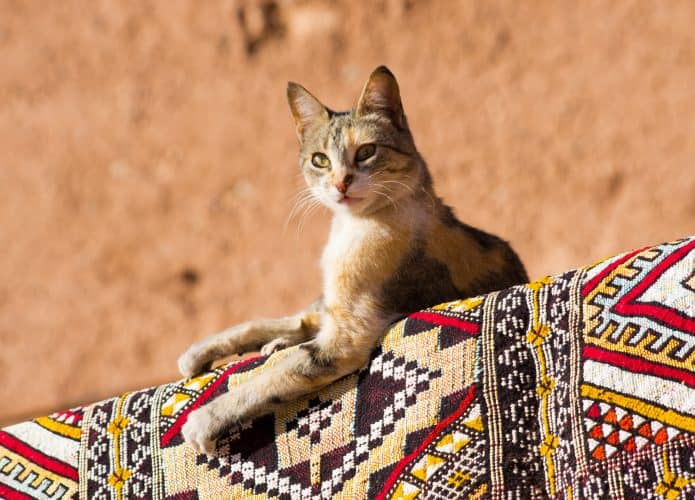 Gato doméstico