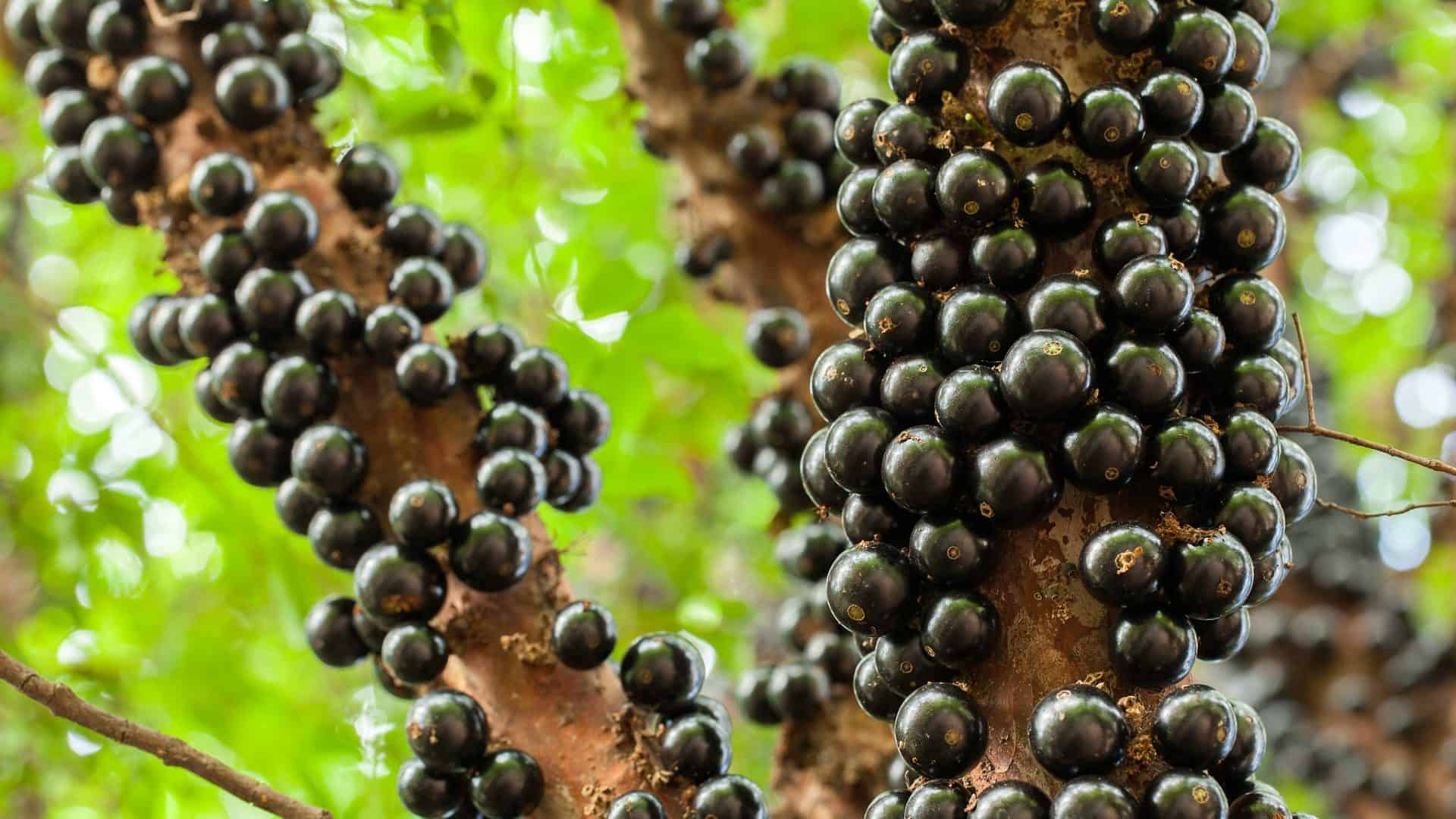jabuticaba-1-1920x1080