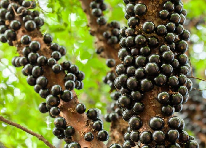 jabuticaba-1-695x500