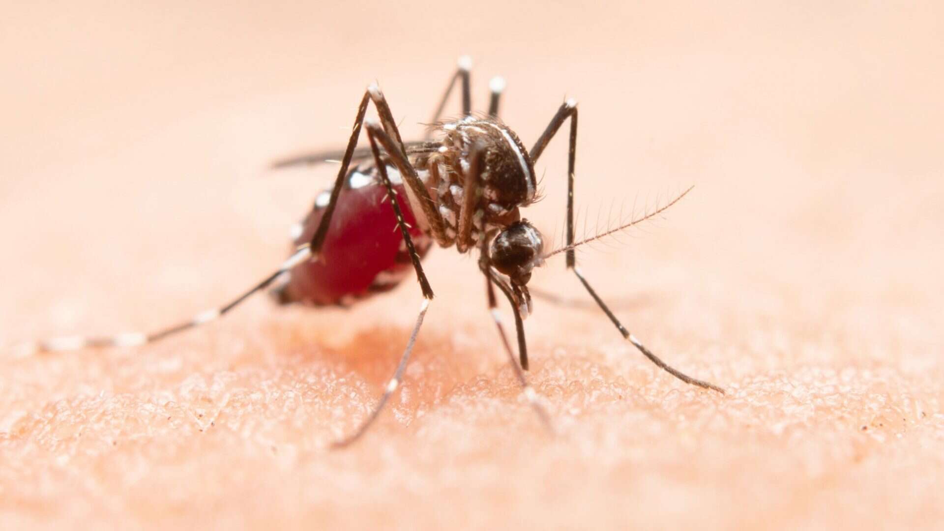 zoom em mosquito sugando sangue humano