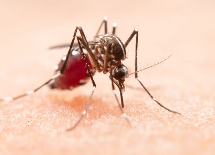 zoom em mosquito sugando sangue humano