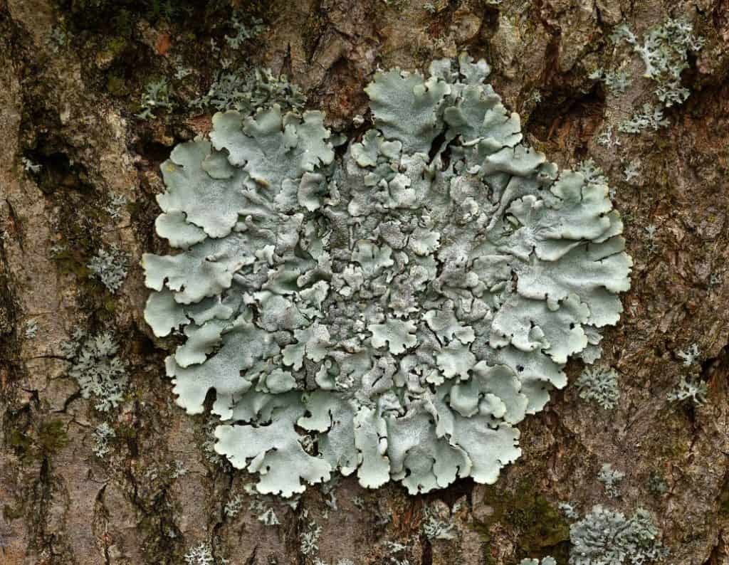 liquens