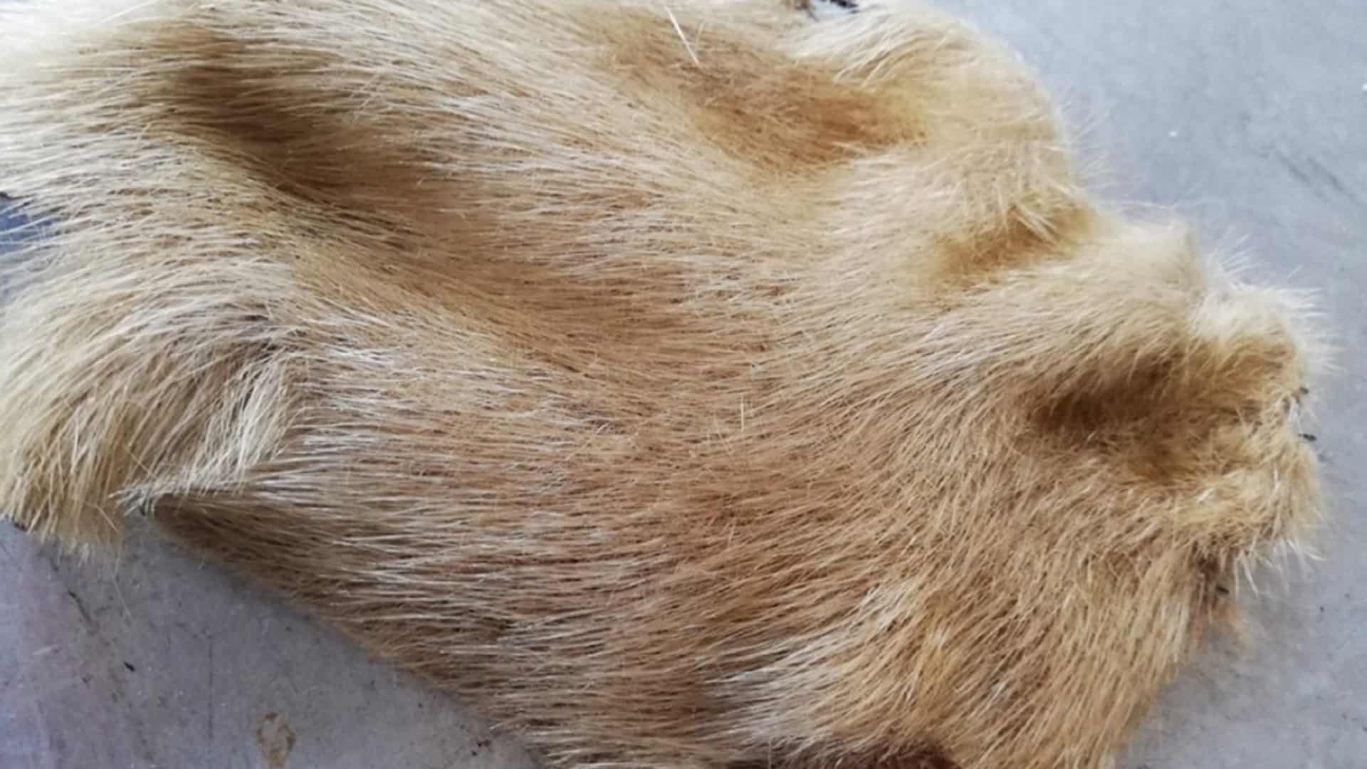 livros-medievais-com-pele-de-foca-1920x1080