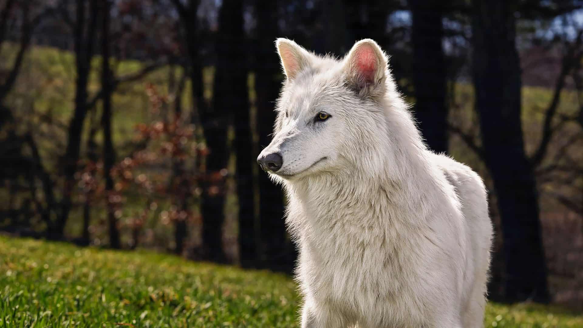 lobo-terrvel--1920x1080