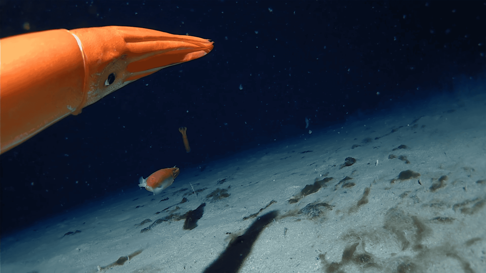 Alluroteuthis antarticus nadando no fundo do mar, à esquerda da imagem