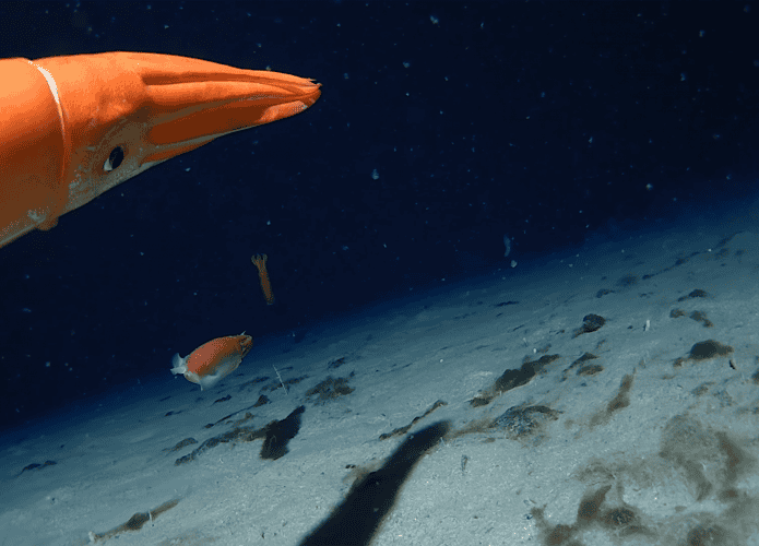 Alluroteuthis antarticus nadando no fundo do mar, à esquerda da imagem
