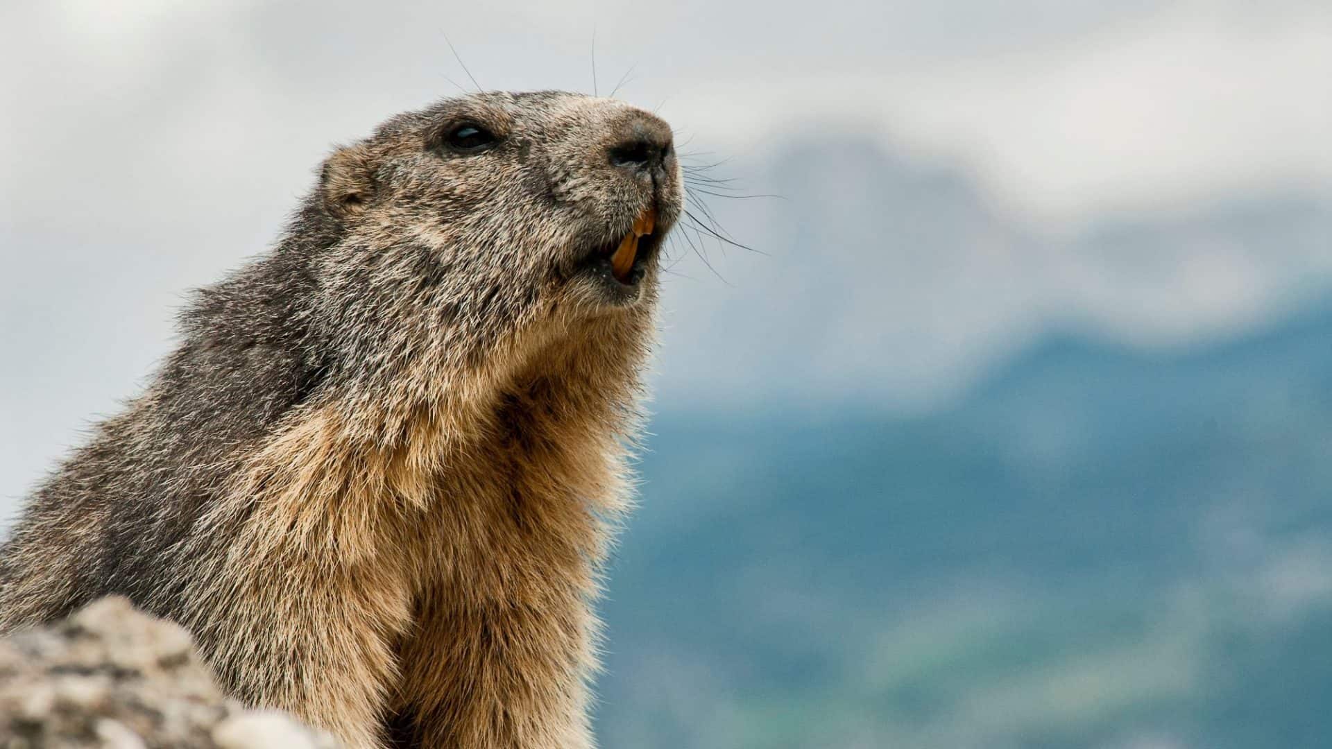 Marmota