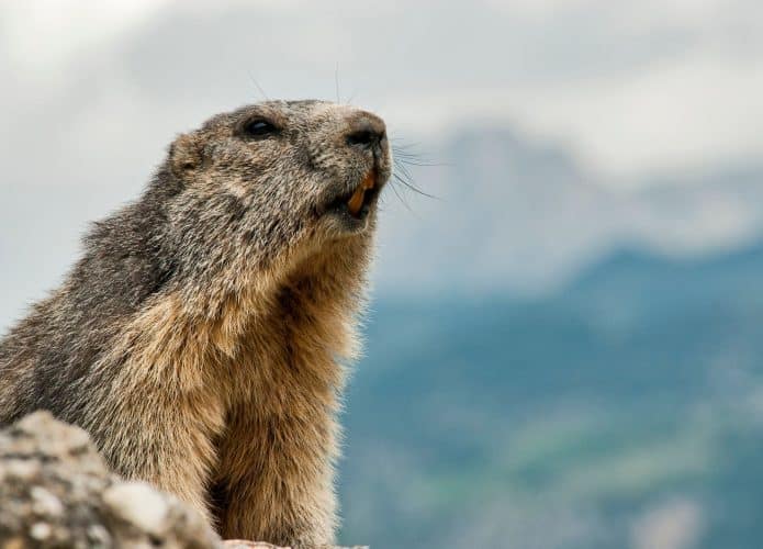 Marmota