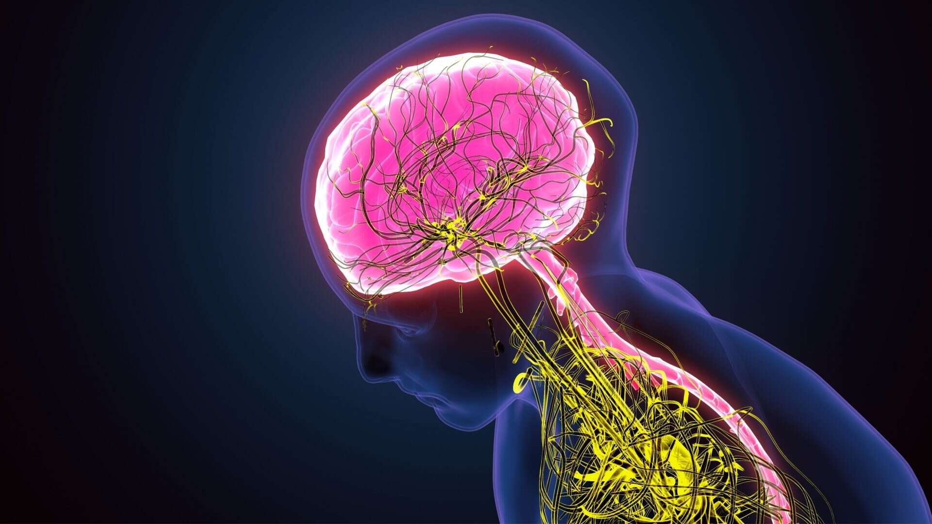 Ilustração 3D do sistema nervoso do cérebro humano, destacando os nervos parassimpáticos e simpáticos. / Crédito: Life Science (Shutterstock/Reprodução)