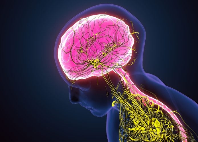 Ilustração 3D do sistema nervoso do cérebro humano, destacando os nervos parassimpáticos e simpáticos. / Crédito: Life Science (Shutterstock/Reprodução)