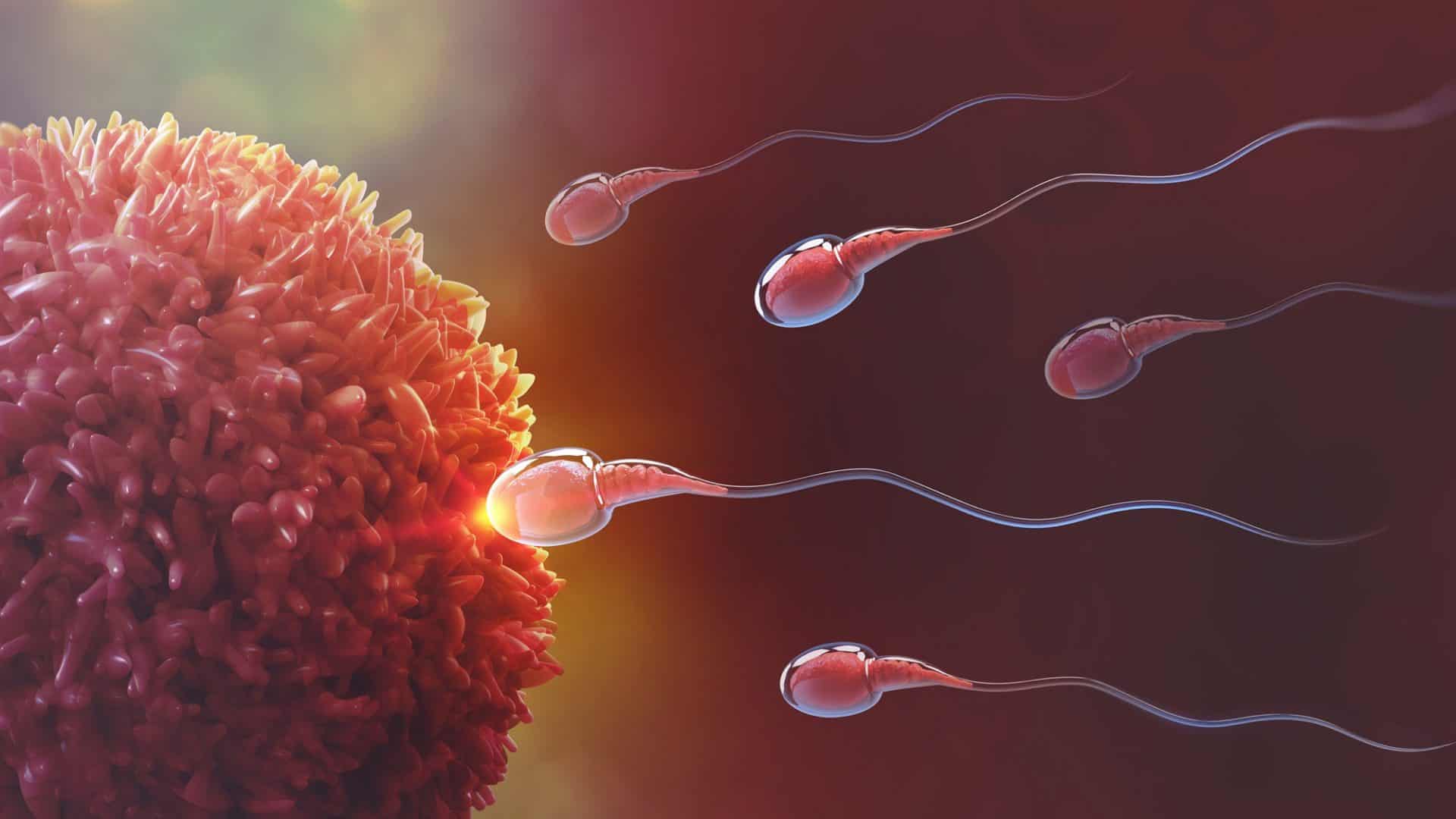 óvulo e espermatozoides