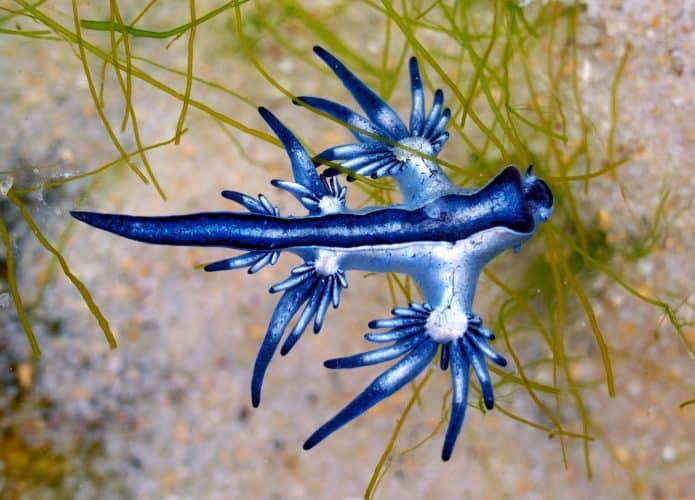 dragão azul
