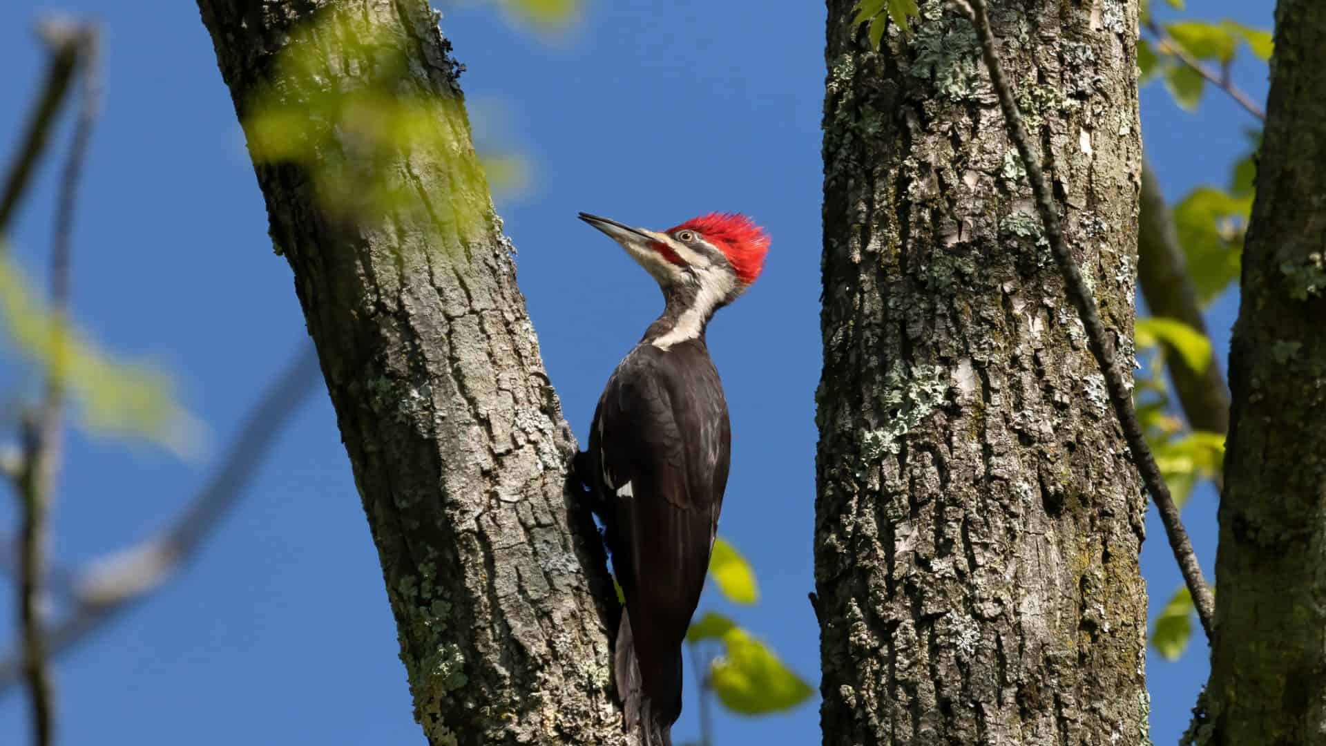 Pica-Pau em uma árvore