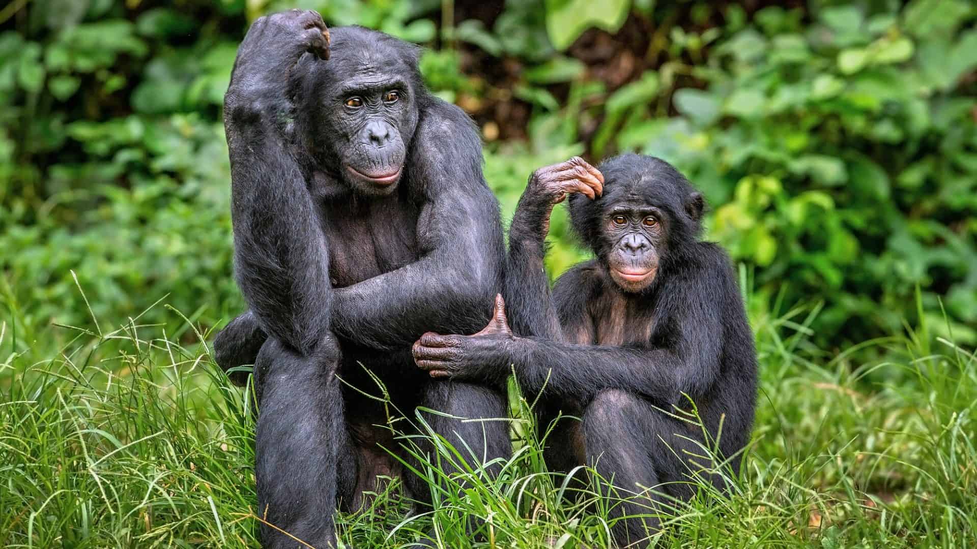 bonobo adulto e filhote