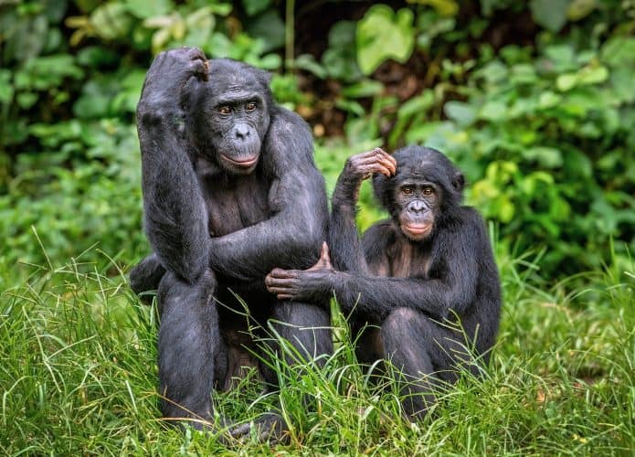 bonobo adulto e filhote