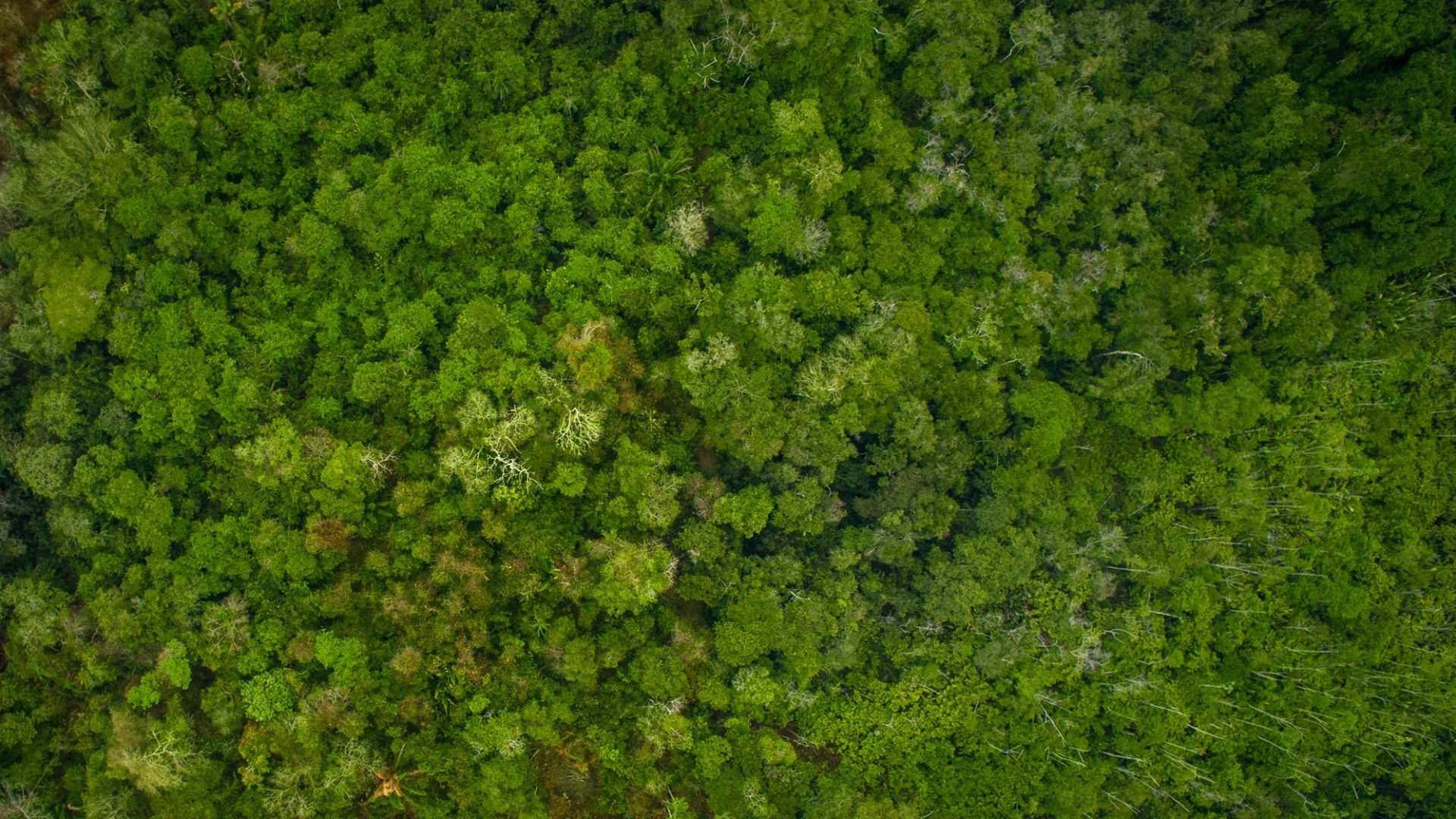 floresta amazônica