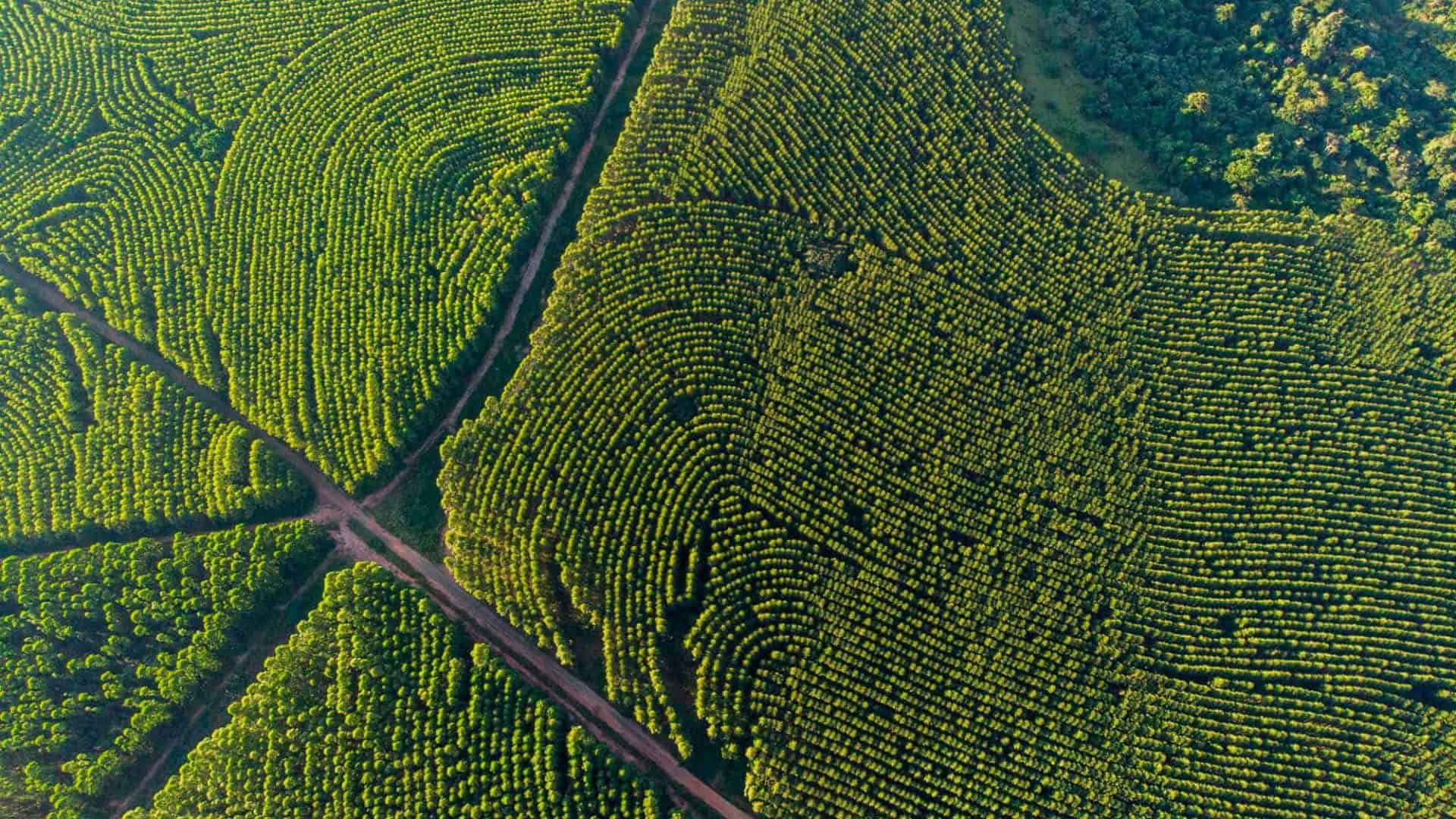floresta de eucalipto