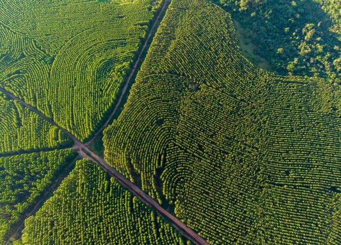 floresta de eucalipto
