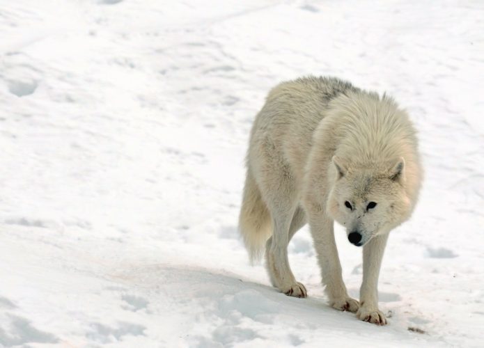 Lobo do ártico branco andando na neve
