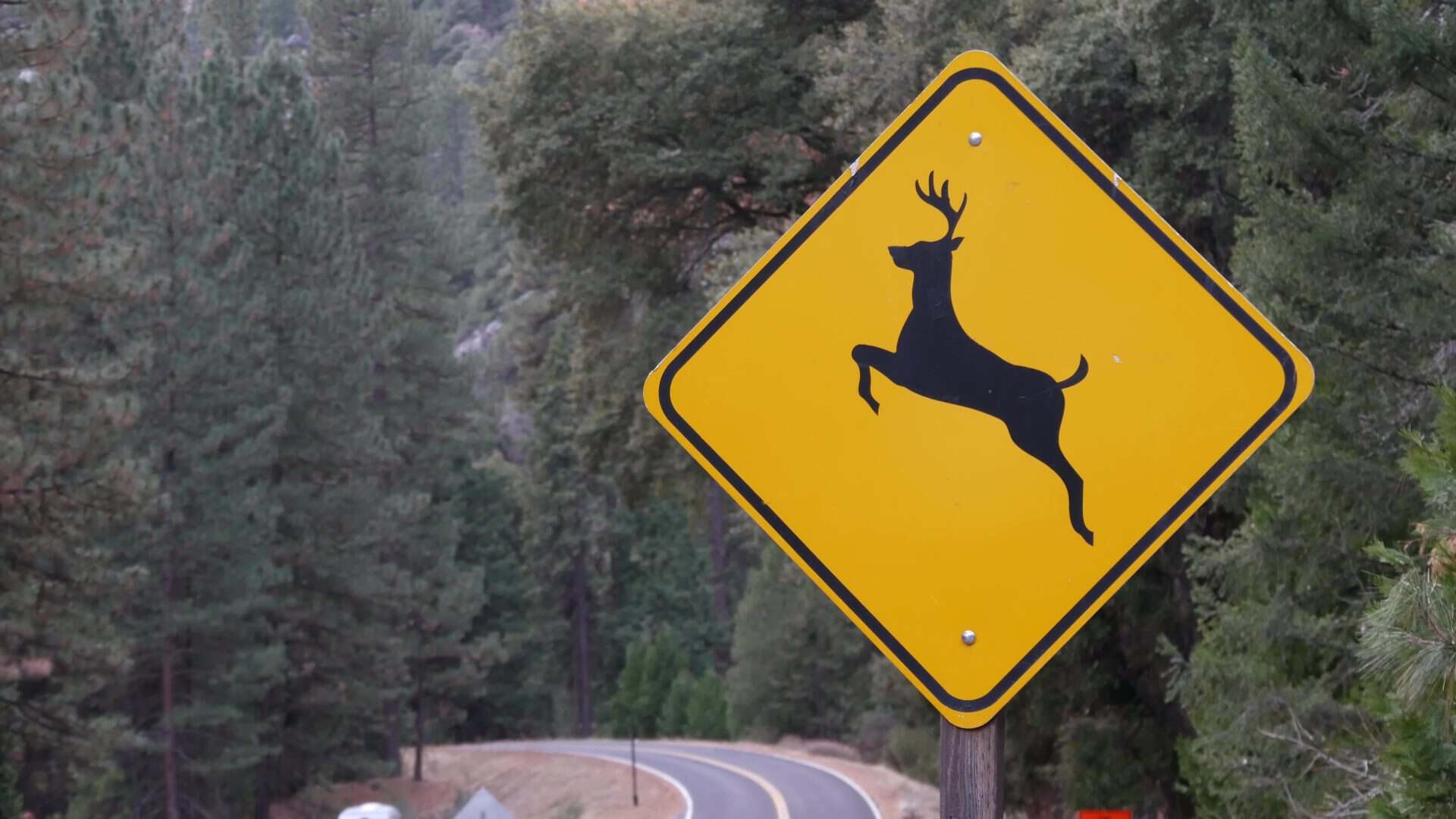 placa de animal na pista