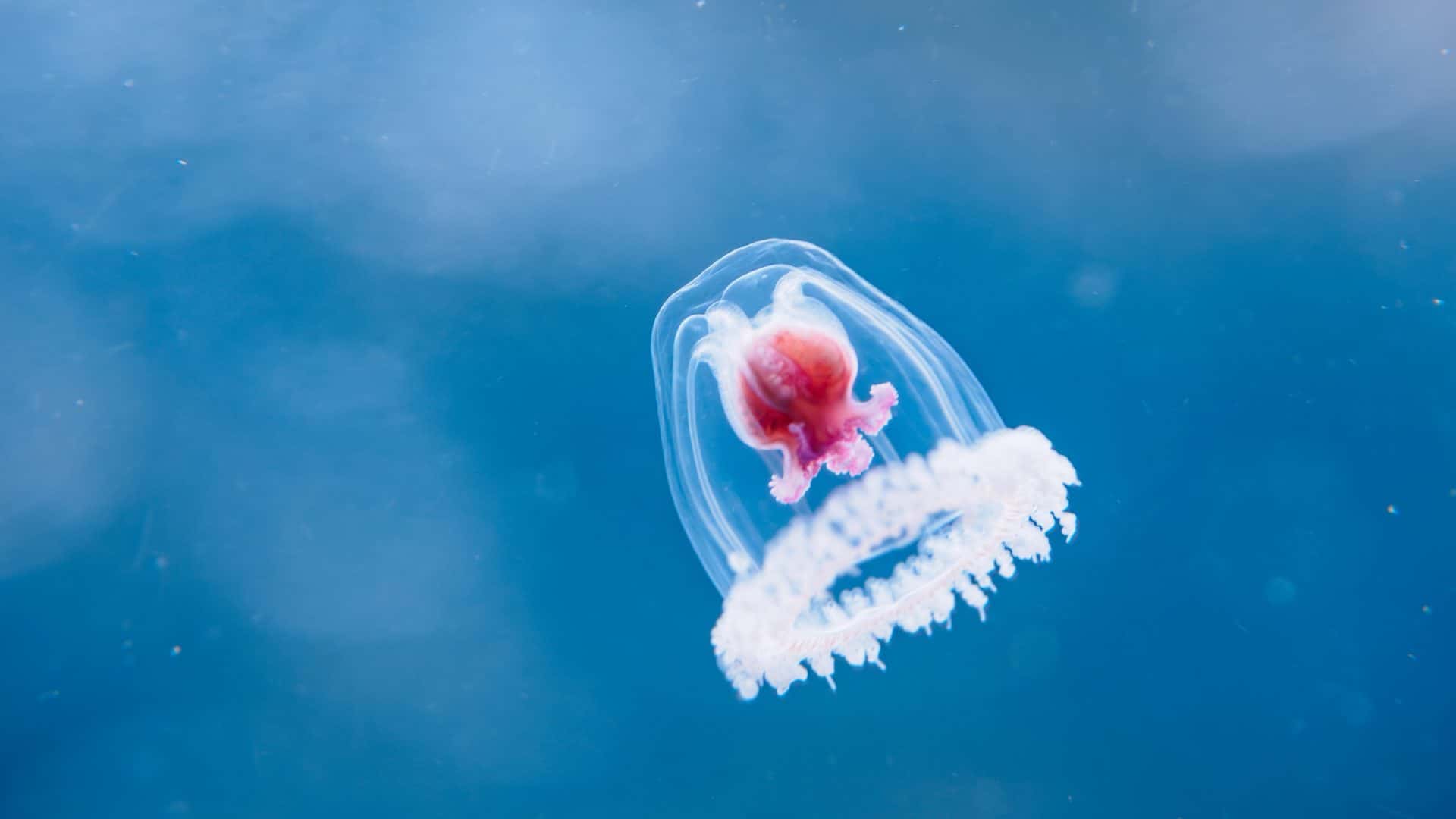 Agua viva imortal. imagem mostra uma água viva transparente no exterior, mas com um órgão vermelho no interior, nadando dentro d'água