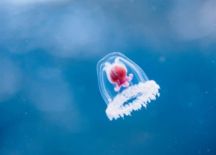 Agua viva imortal. imagem mostra uma água viva transparente no exterior, mas com um órgão vermelho no interior, nadando dentro d'água
