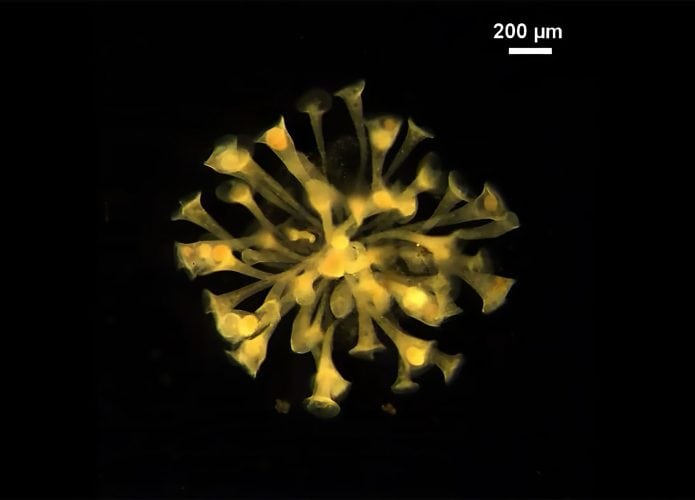 stentors-em-forma-de-trombeta-695x500