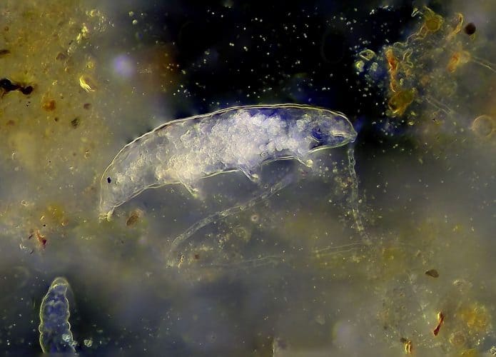 Tardígrado visto no microscópio