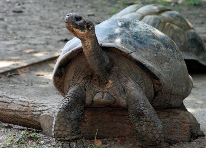 tartaruga-galapagos-695x500
