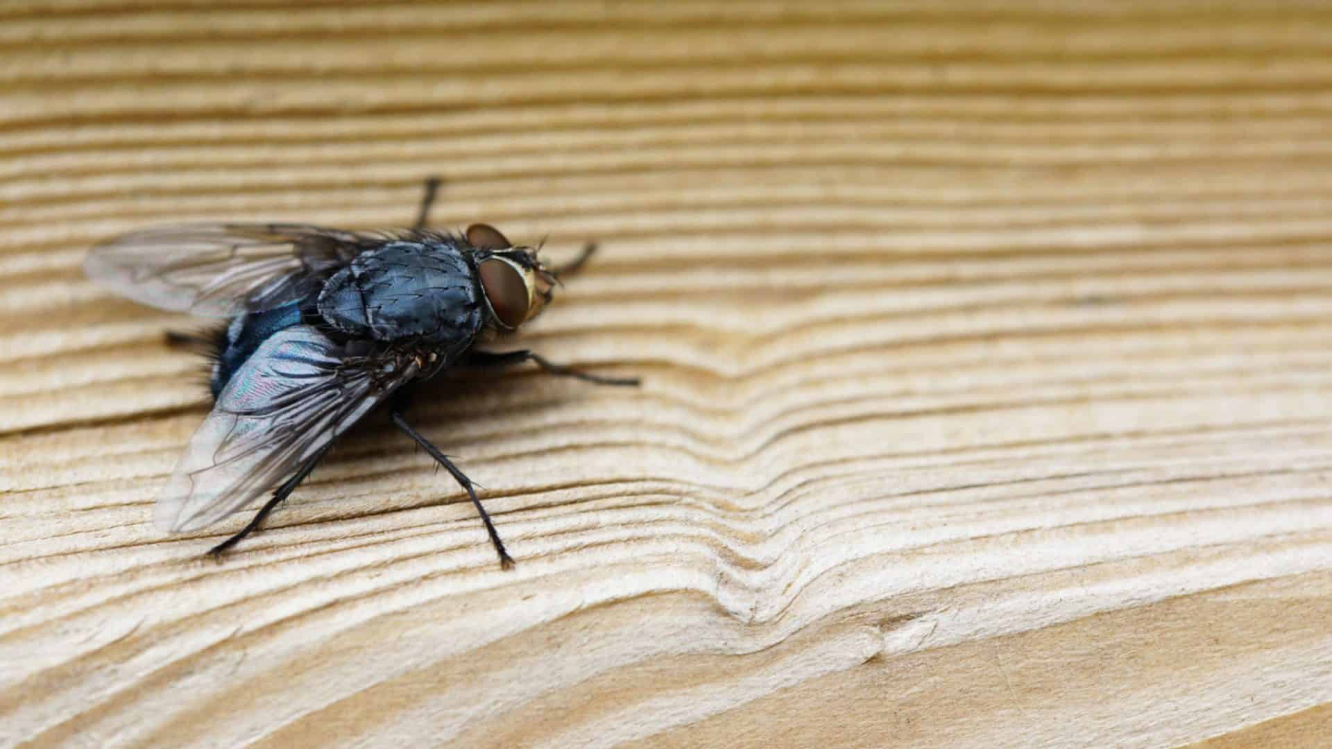 zom em uma mosca em um superficie de madeira