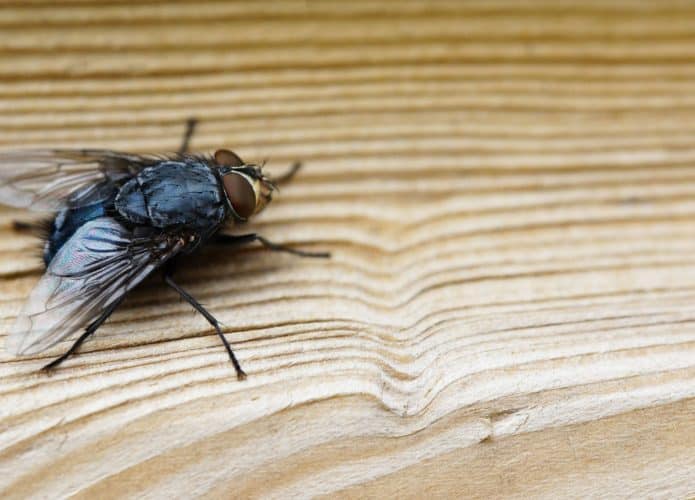 zom em uma mosca em um superficie de madeira
