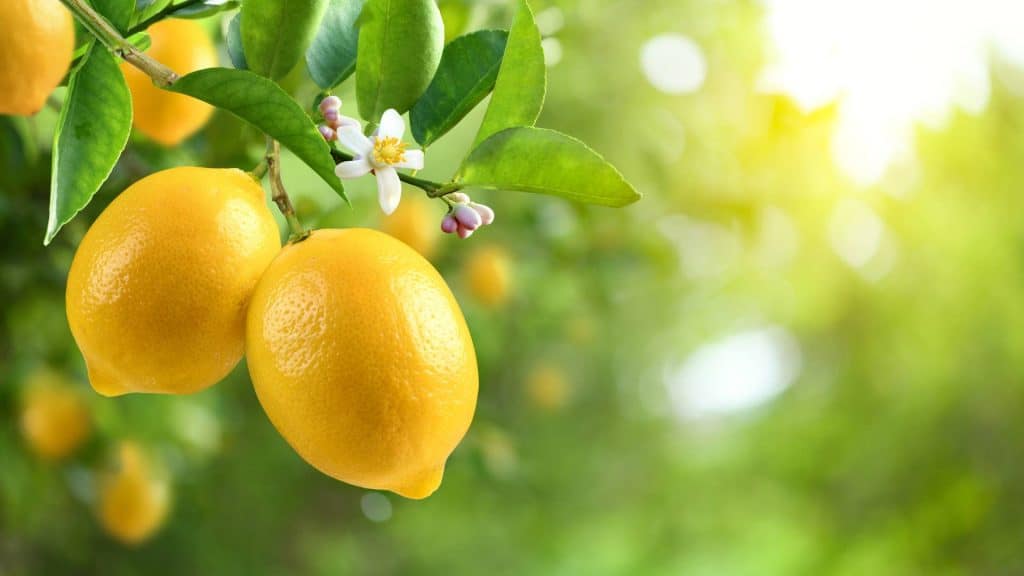 Yellow Lemons