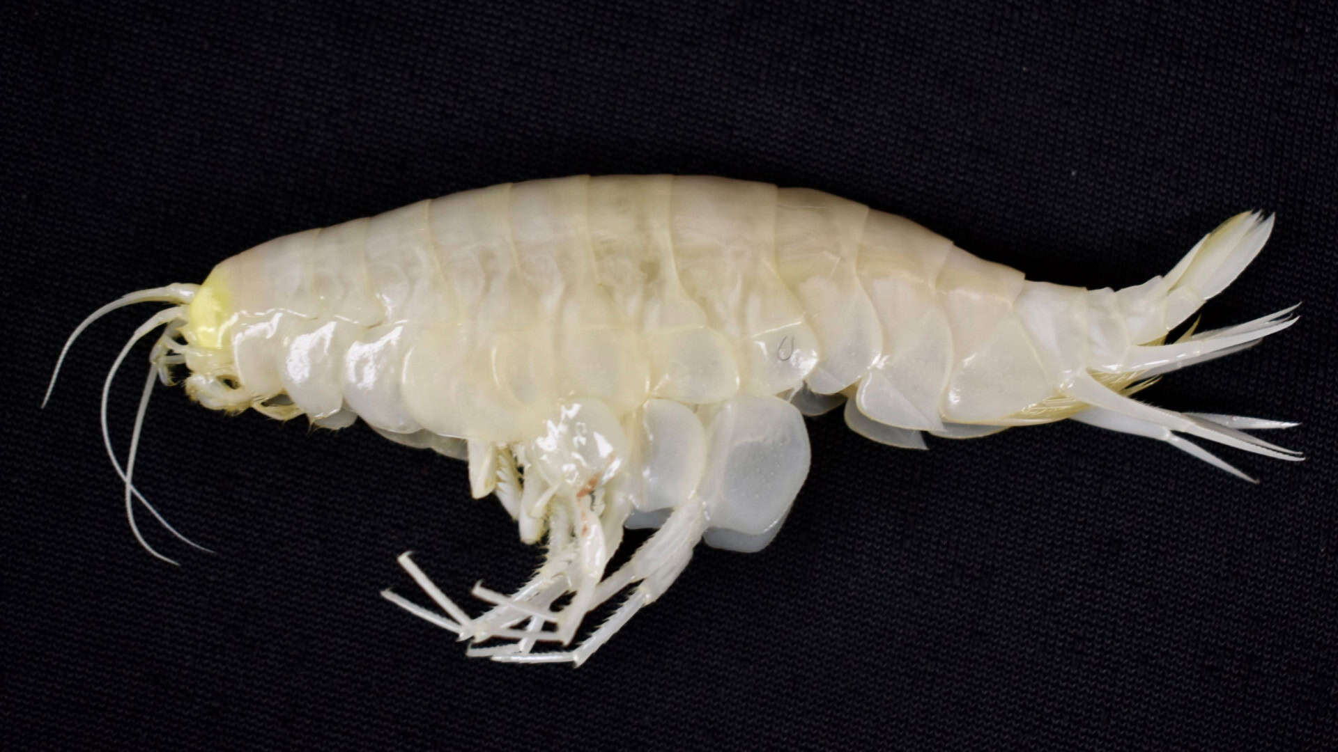 Anfpode Alicella gigantea