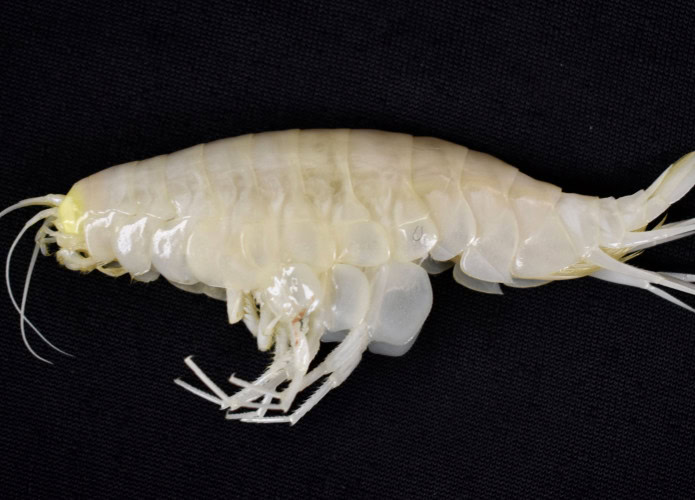 Anfpode Alicella gigantea