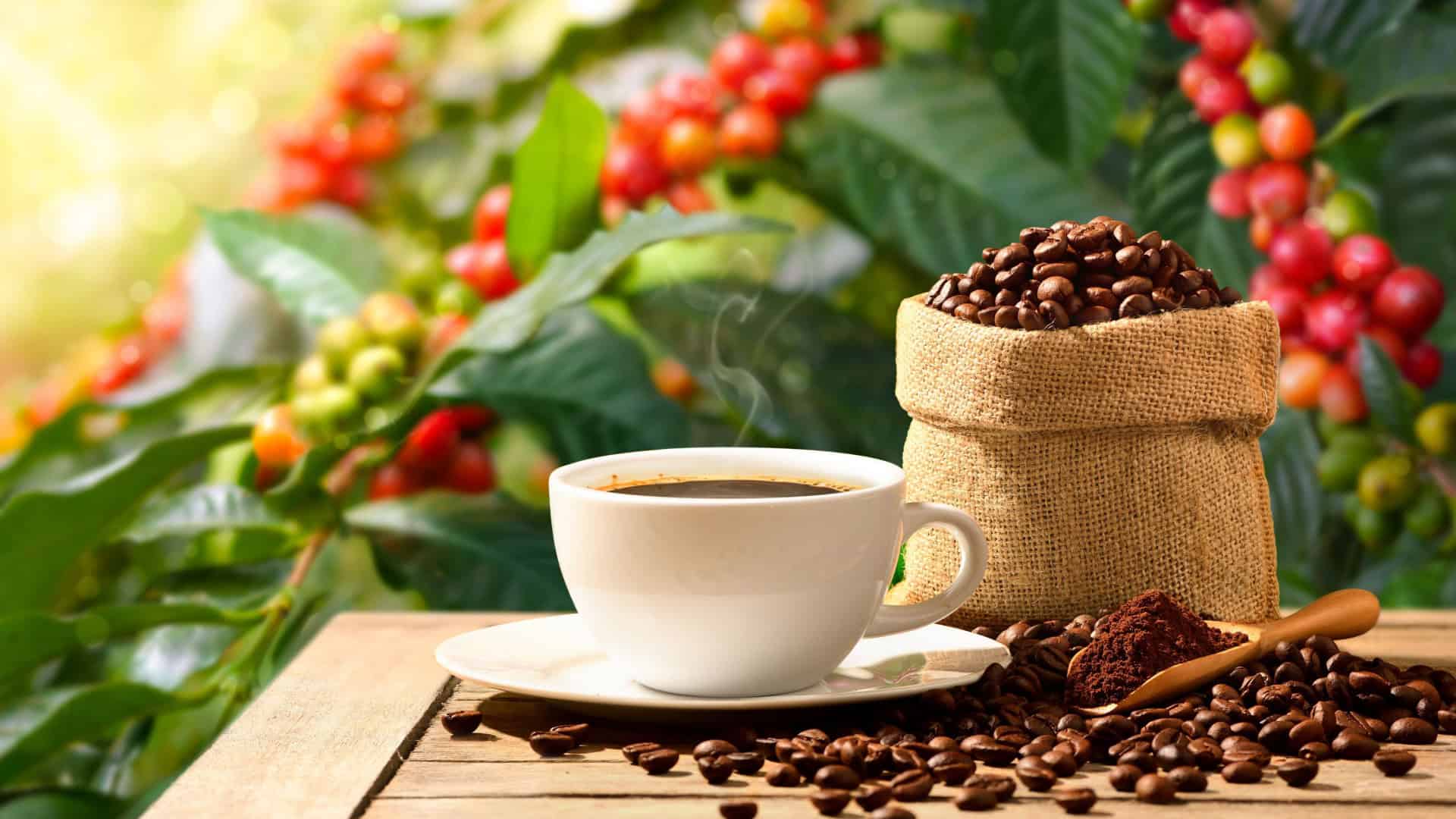 Xícara de café quente com grãos de café torrados e pó com fundo de árvore de café.