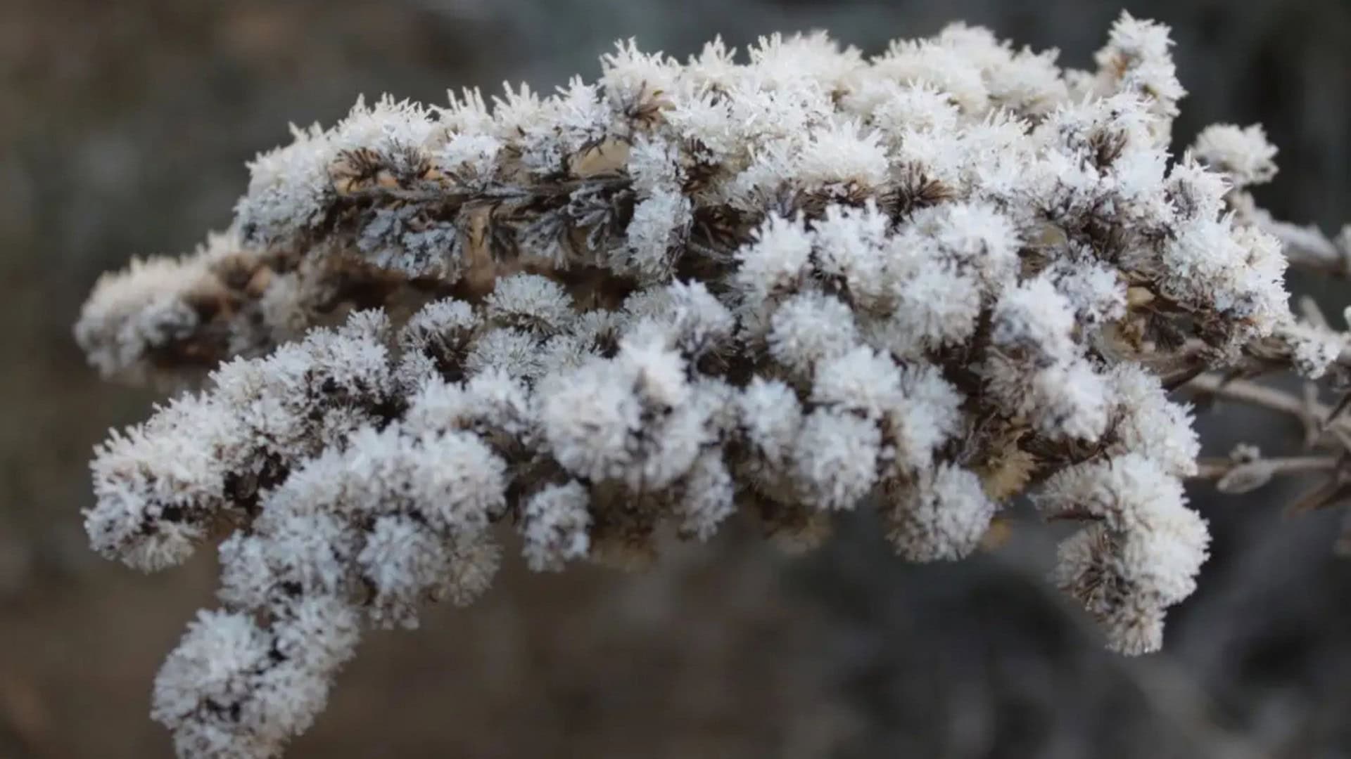 Plantinha coberta de neve na região Sul do Brasil