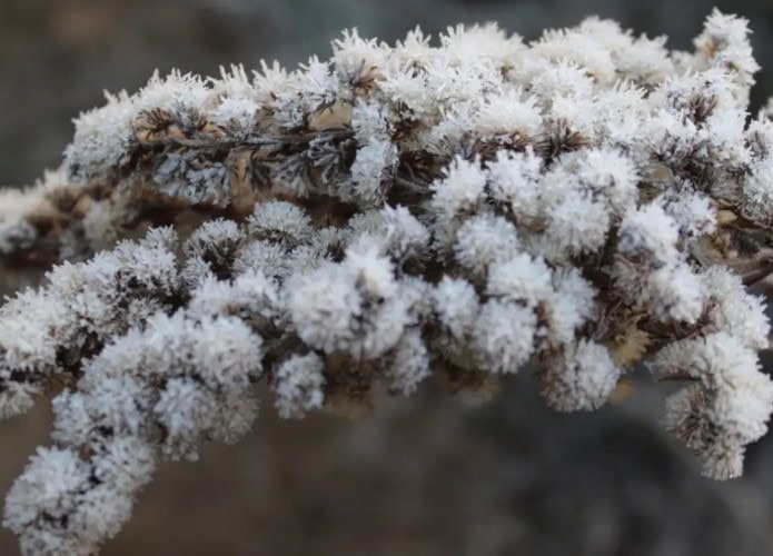 Plantinha coberta de neve na região Sul do Brasil