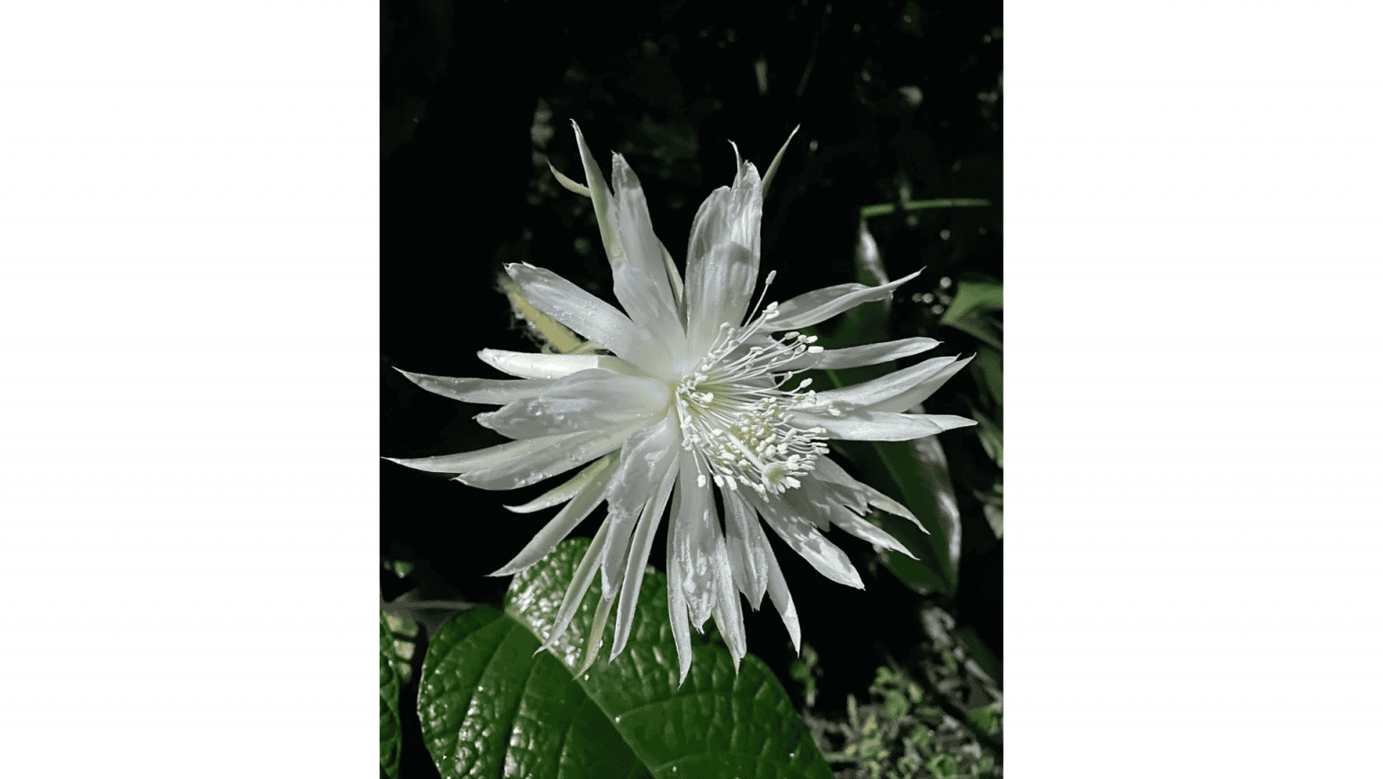 Lua Flora Conheça a Flor-da-Lua, que floresce na Amazônia apenas uma noite no ano ...