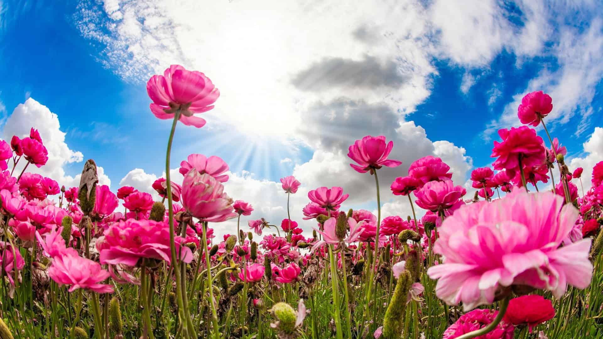 Flores rosas