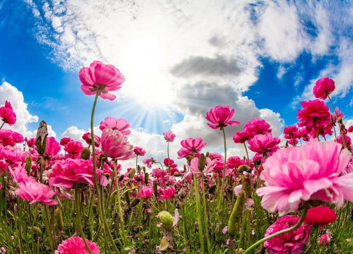 Flores rosas