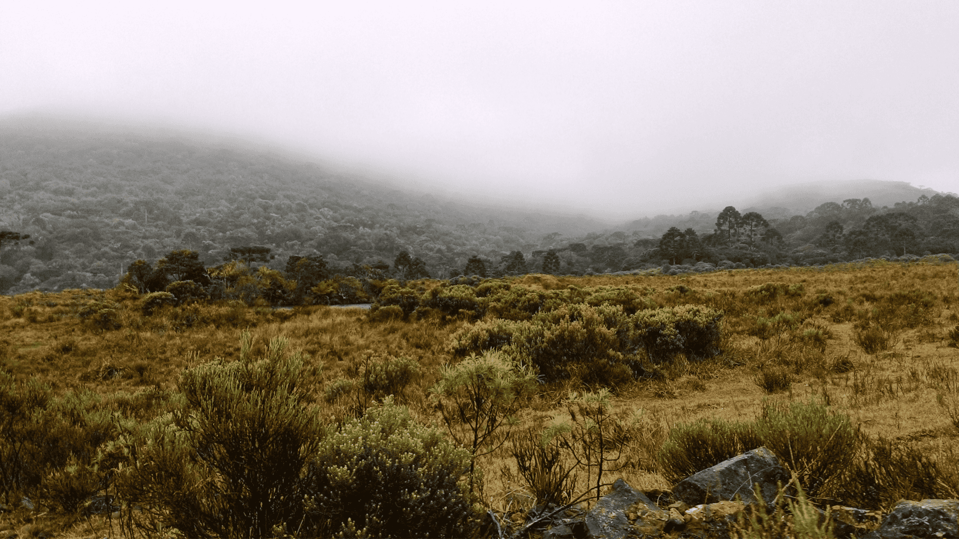 imagem mostra parte da serra catarinense imersa por vegetação e névoa