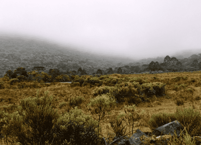imagem mostra parte da serra catarinense imersa por vegetação e névoa