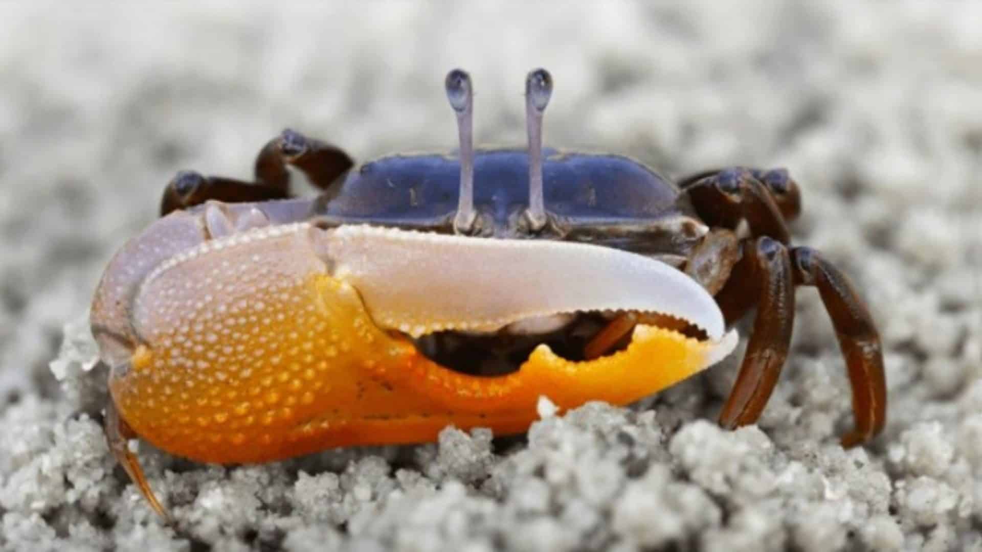 foto de perto de um caranguejo-violinista na areia