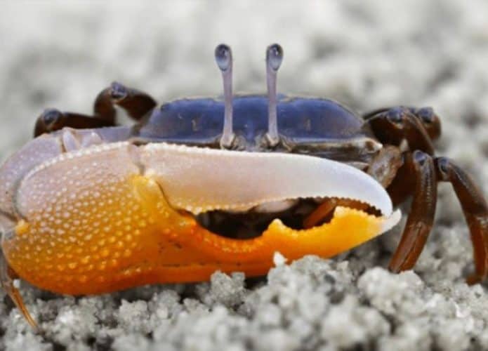 foto de perto de um caranguejo-violinista na areia
