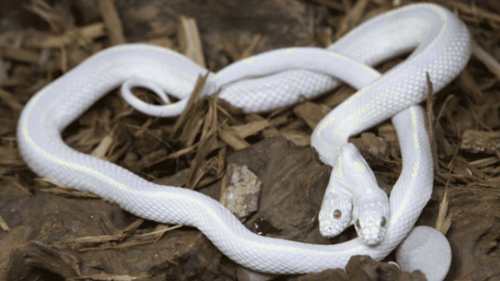 cobra branca com duas cabeças na natureza