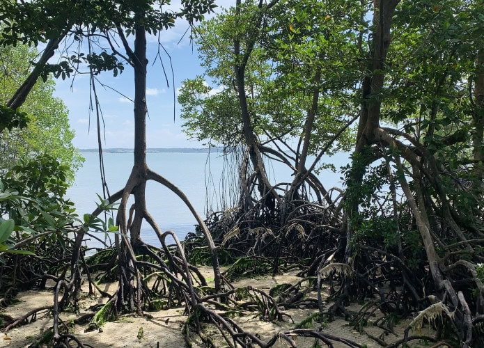 Mangroves-2-IMG_702712-695x500