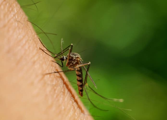 aedes-695x500